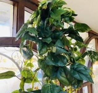 Private Investigator